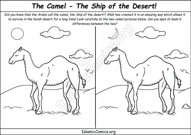 The Camel, 'The Ship of the Desert' - Spot the Difference!